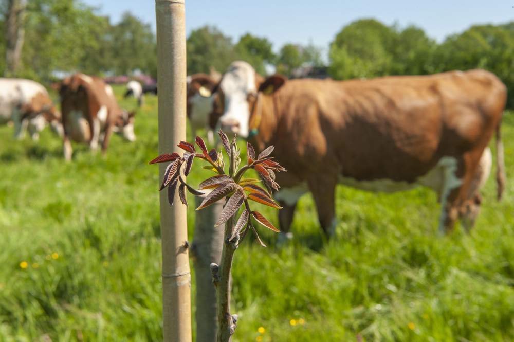 Natuur en Milieufederaties steunen Groenboerenplan