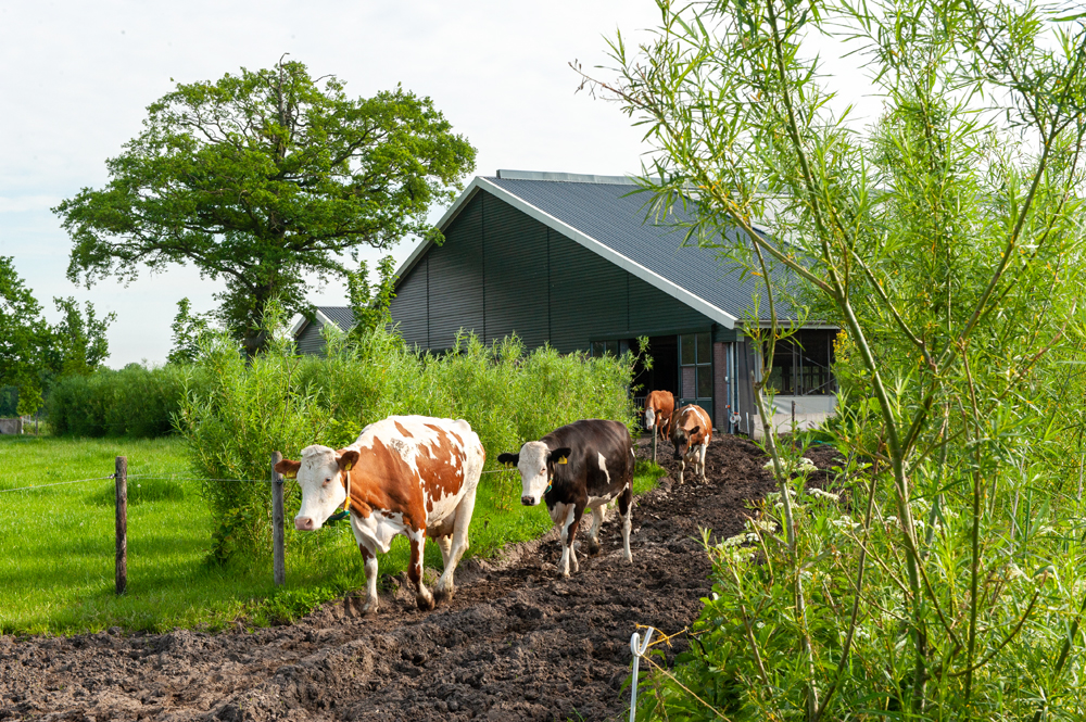 Natuur- en milieuorganisaties doen aanbevelingen om uit stikstofcrisis te komen