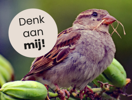 Webinar: Natuurvriendelijk Isoleren op 12 september