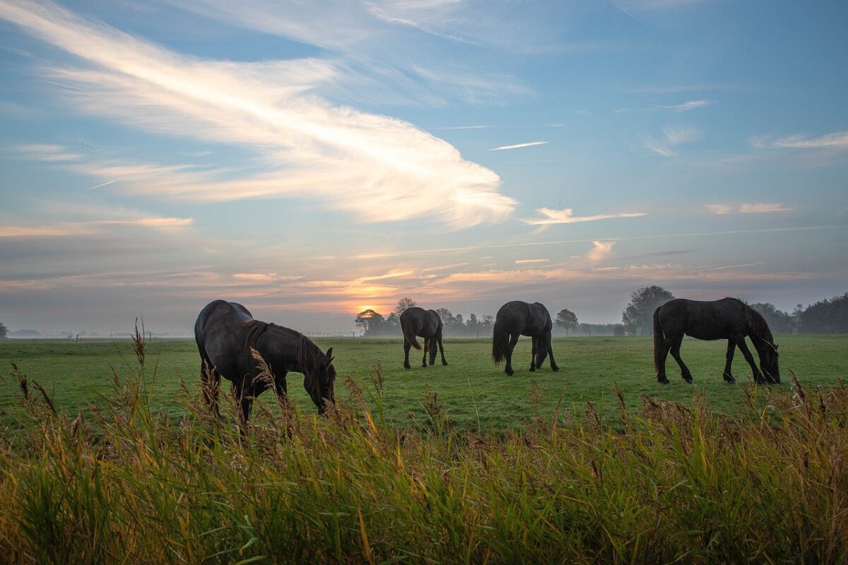 Workshops voor dierenartsen: Diergeneesmiddelen in het milieu... Hoe kun je dit voorkomen?