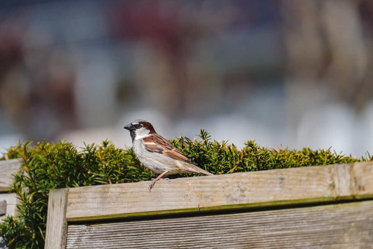 Opiniestuk: Ontbrekend beleid voor natuurvriendelijk na-isoleren van woningen bedreigt kwetsbare natuur in Fryslân 