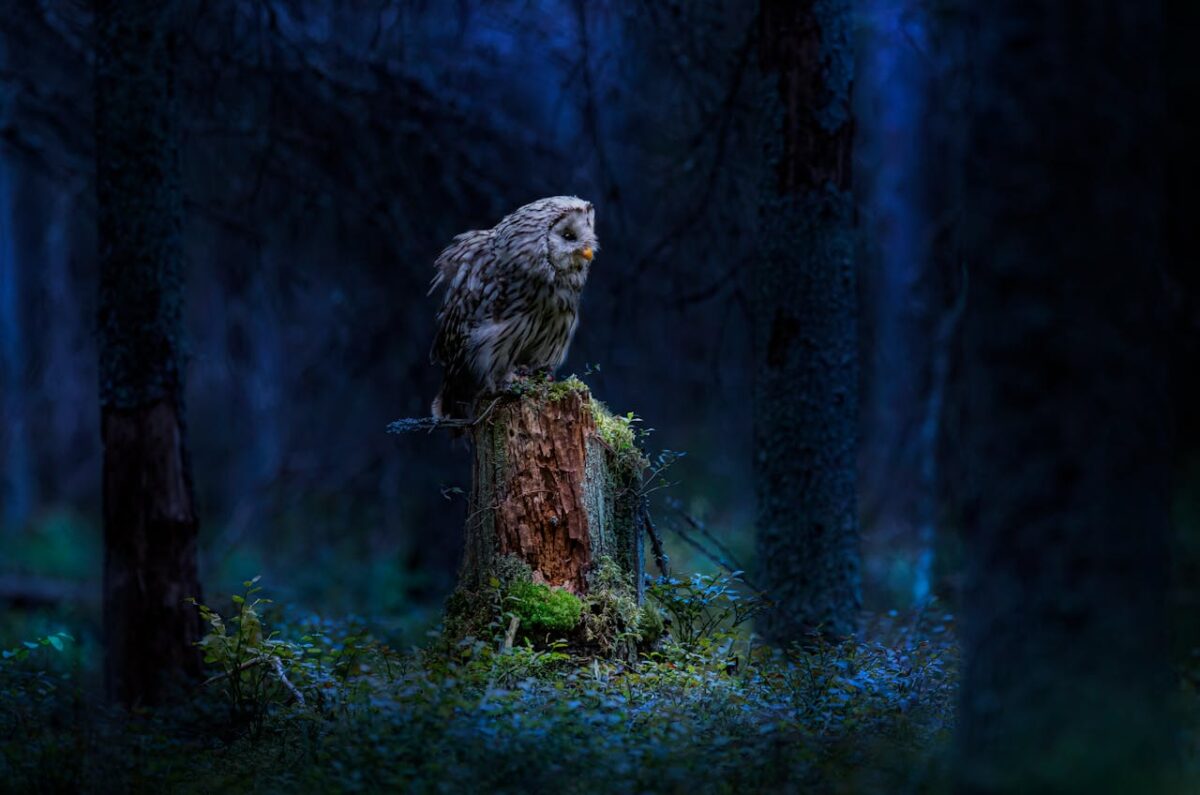 Beleef de magie van de nacht tijdens de Nacht van de Nacht