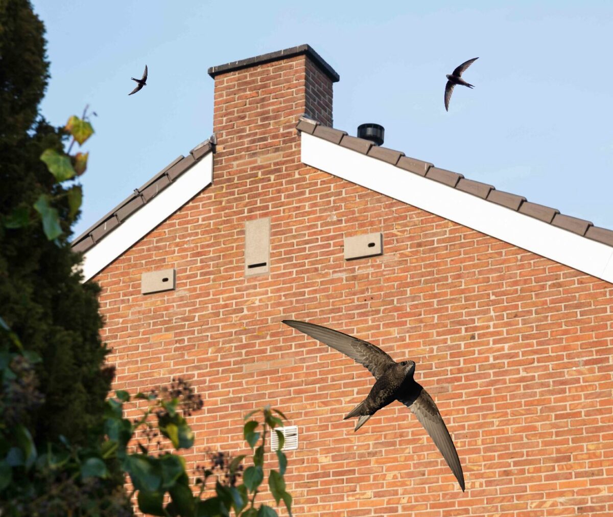 Kwetsbare vogels en vleermuizen dakloos: Mona Keijzer zet streep door diervriendelijke bouwplannen