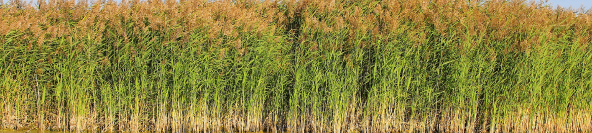 30 mei | Excursie Veen Innovatie Polder Hegewarren