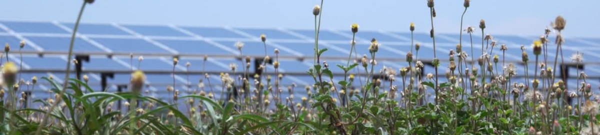 Nieuw kwaliteitslabel zonneparken dat bodemgezondheid en biodiversiteit aantoonbaar verbetert