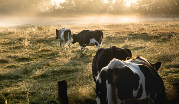 Update Boeren tussen Boomwallen: eerste inzichten uit de Fryske Wâlden