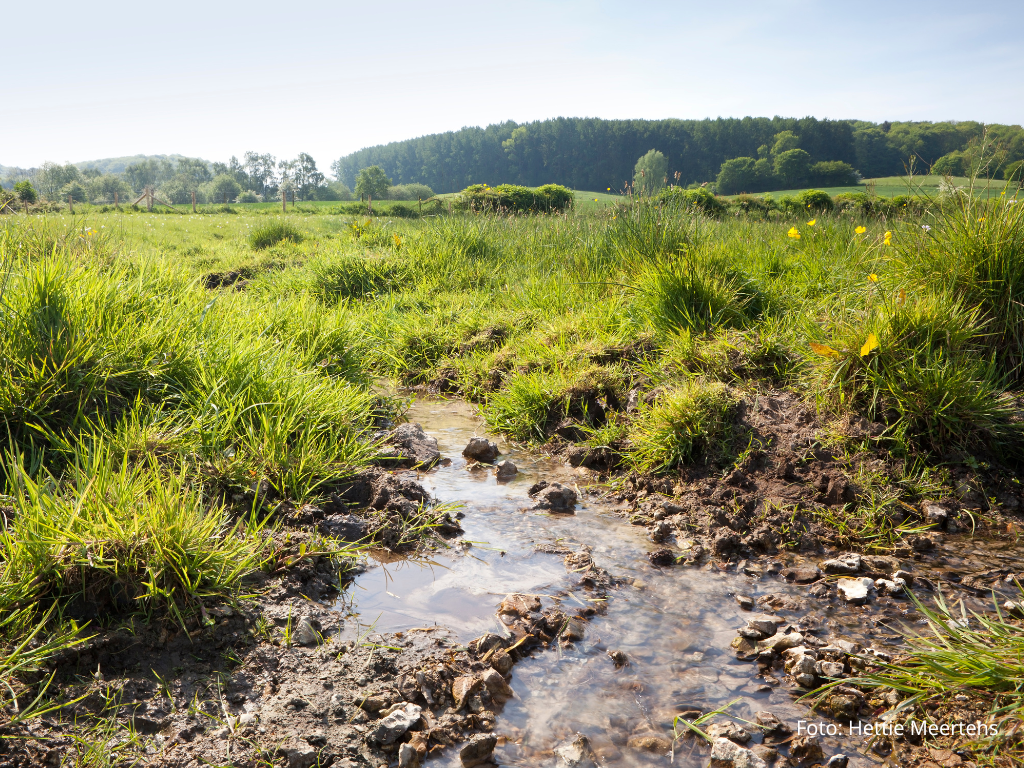 17 juni: online masterclass Nature-based Solutions