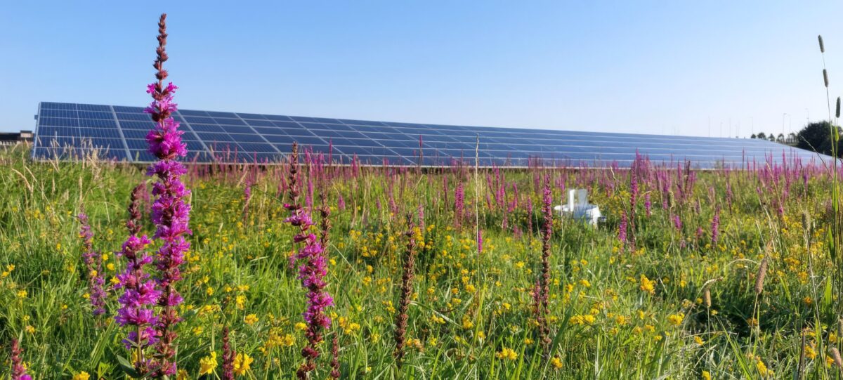Nieuw kwaliteitslabel voor natuurinclusieve zonneparken