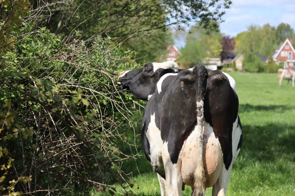 30 oktober bijeenkomst: Dierenwelzijn en agroforestry​