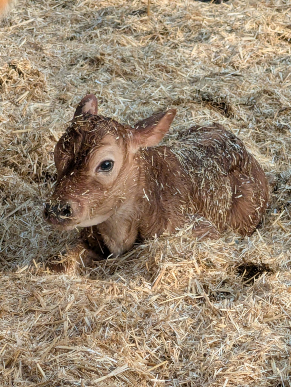 Excursie Veen Innovatie Polder Hegewarren