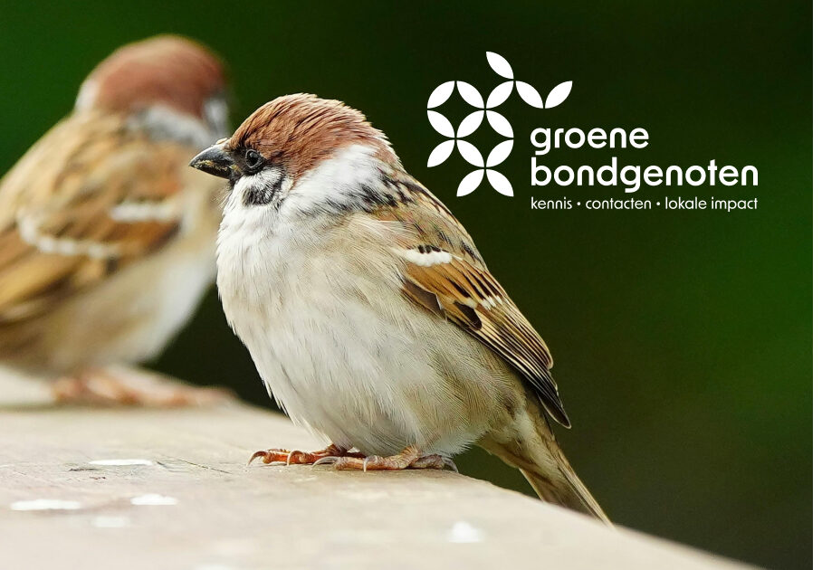 Groene Bondgenoten starten campagne voor Basiskwaliteit Natuur - denk je mee?