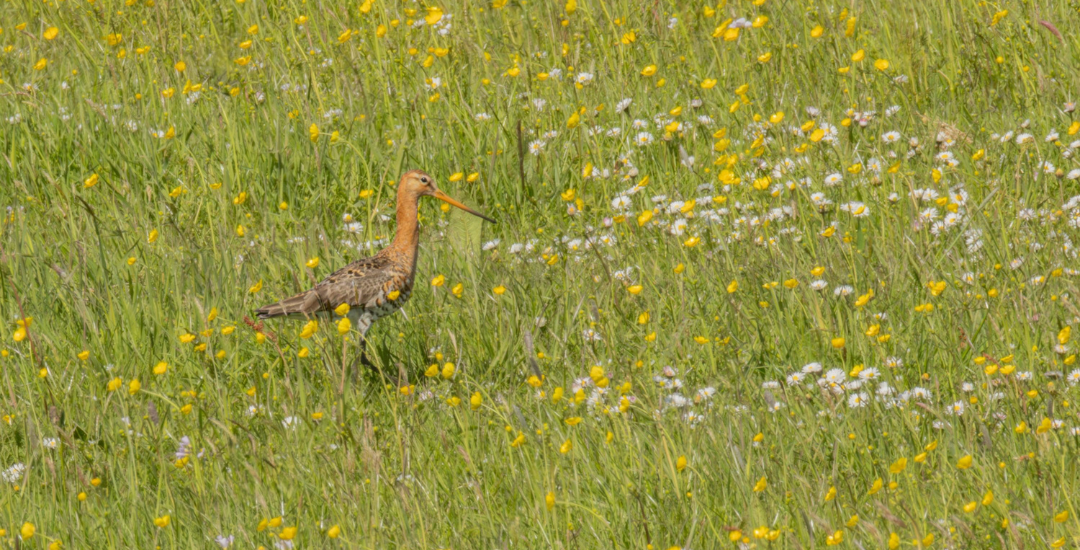 Droog voorjaar raakt weidevogels hard, wat kun jij doen?