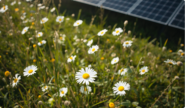 Zonneparken kunnen meer betekenen voor de Friese natuur